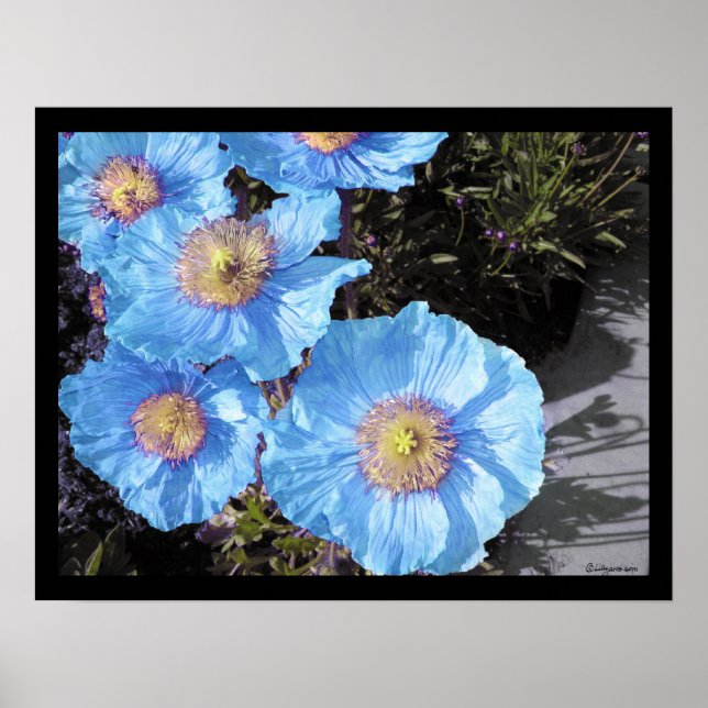 Póster Blue Poppies Poster Prints (Frente)