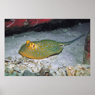 Póster Blue Ribbon Tail Stingray