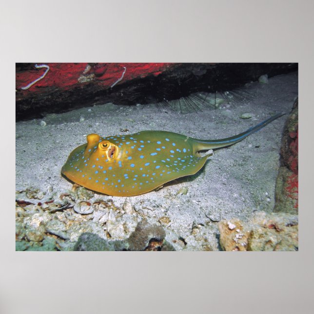 Póster Blue Ribbon Tail Stingray (Frente)
