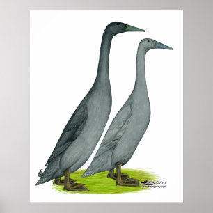 Póster Blue Runner Ducks
