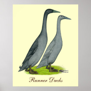 Póster Blue Runner Ducks
