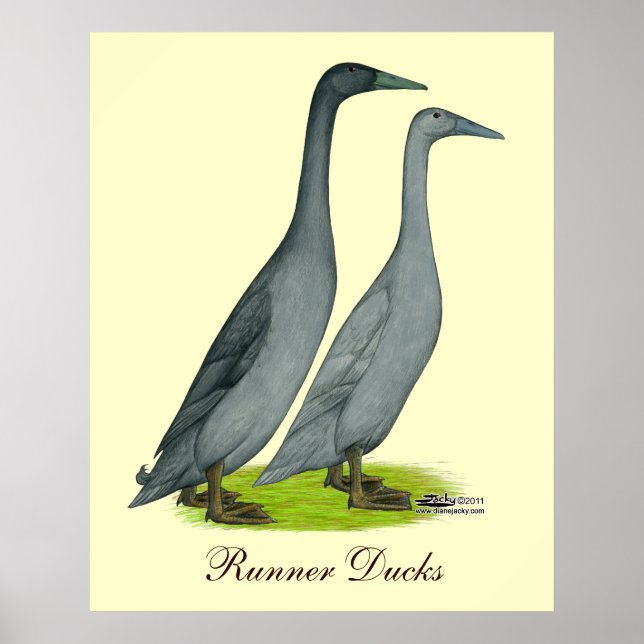 Póster Blue Runner Ducks (Frente)