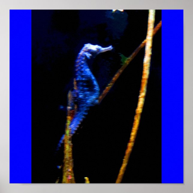 Póster Blue Seahorse CB (Frente)