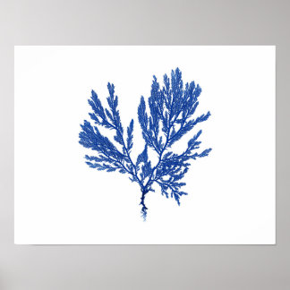 Póster Blue Seaweed #4 42x32cm
