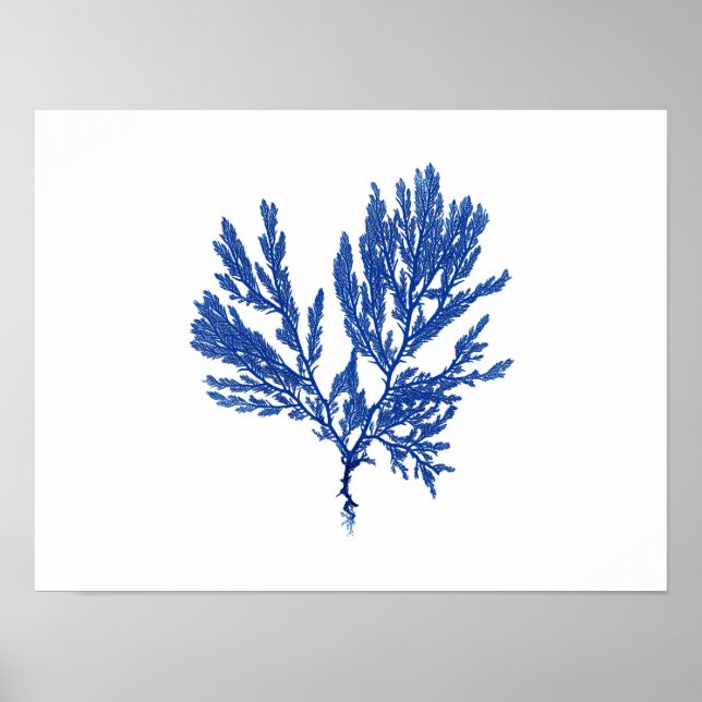 Póster Blue Seaweed #4 42x32cm (Frente)