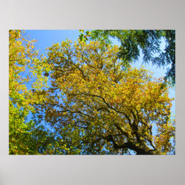 Póster Blue Sky & Autumage Foliage - Personalizado