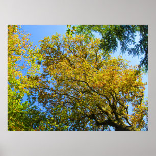 Póster Blue Sky & Autumage Foliage - Personalizado