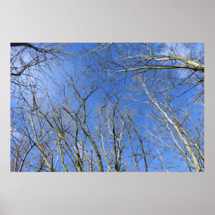 Póster Blue Sky , Trees in Winter