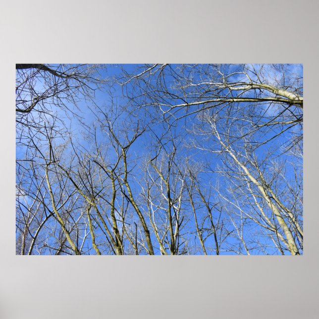 Póster Blue Sky , Trees in Winter (Frente)