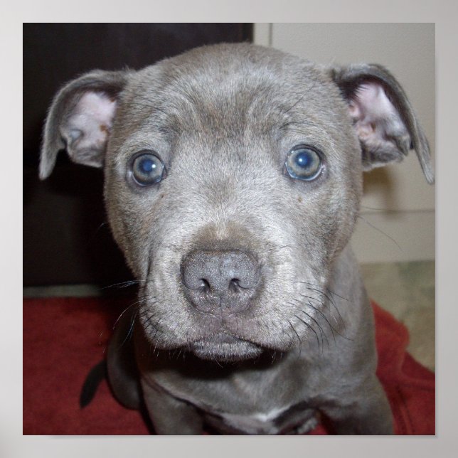 Póster Blue Staffordshire Bull Terrier Puppy, (Frente)