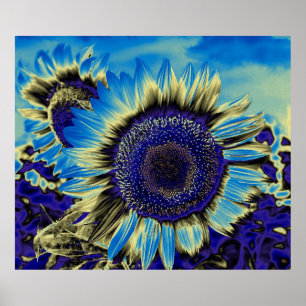 Póster Blue Sunflower