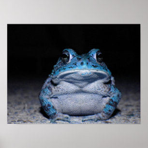 Póster Blue Toad