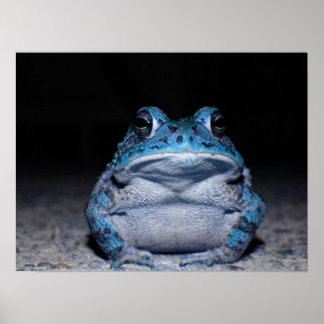 Póster Blue Toad