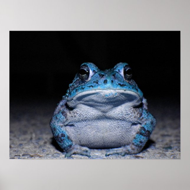 Póster Blue Toad (Frente)