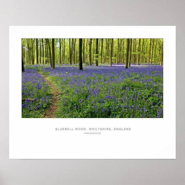 Póster BlueBell Wood Inglaterra Reino Unido (Frente)