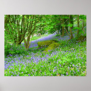 Póster Bluebell Woods