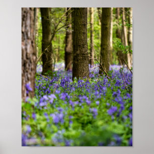 Póster Bluebell Woods