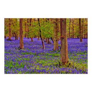 Póster Bluebell Woods Grays Court Oxfordshire England