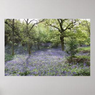 Póster Bluebell Woods II