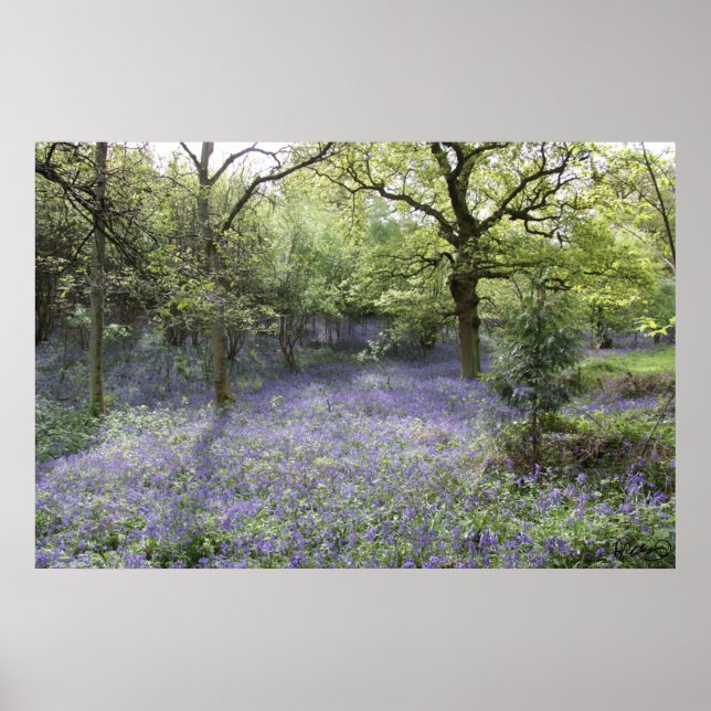 Póster Bluebell Woods II (Frente)