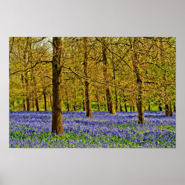 Póster Bluebell Woods Spring Flowers Grays Court (Frente)