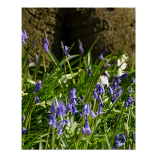 Póster Bluebells