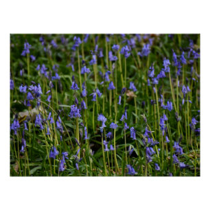 Póster Bluebells