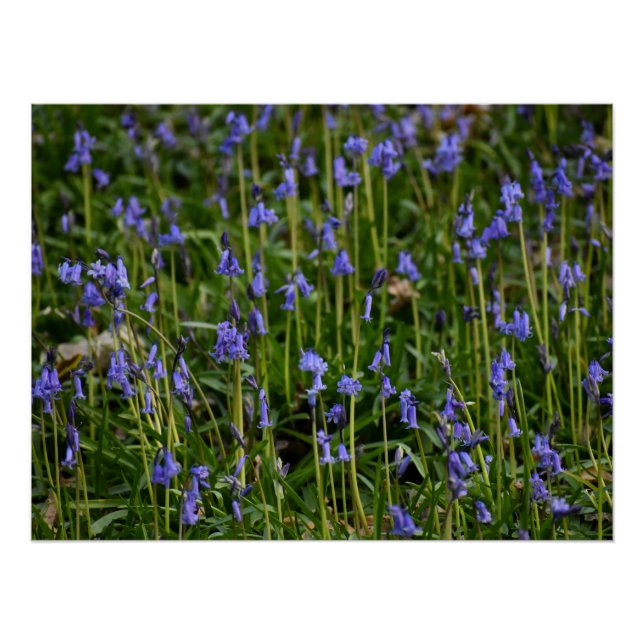 Póster Bluebells (Anverso)