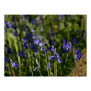 Póster Bluebells