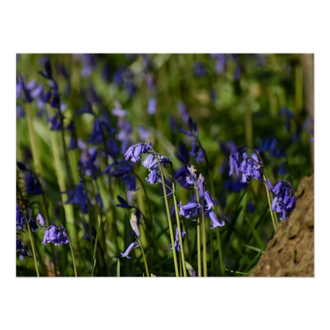 Póster Bluebells (Anverso)