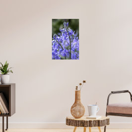 Póster Bluebells de primavera después de la lluvia