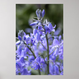 Póster Bluebells de primavera después de la lluvia