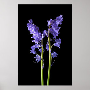 Póster Bluebells, desde el mismo bosque que creé!