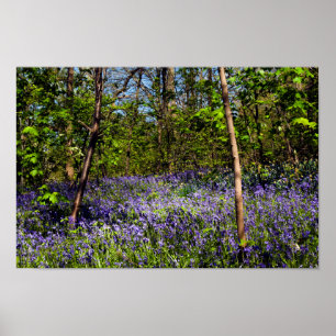 Póster Bluebells en el Poster del bosque