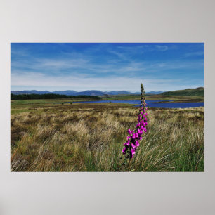 Póster Bluebells en Escocia