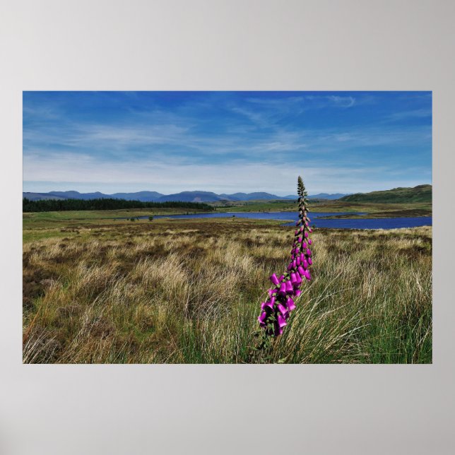 Póster Bluebells en Escocia (Frente)