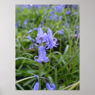 Póster Bluebells en inglés