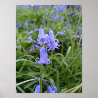 Póster Bluebells en inglés