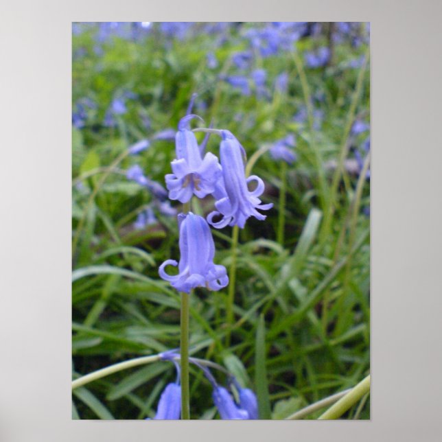 Póster Bluebells en inglés (Frente)