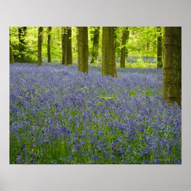 Póster Bluebells en West Wood Lockeridge Marlborough 2 (Frente)