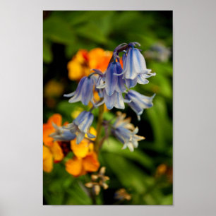 Póster Bluebells Flores de primavera azul Hyacinthoides