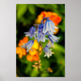 Póster Bluebells Flores de primavera azul Hyacinthoides