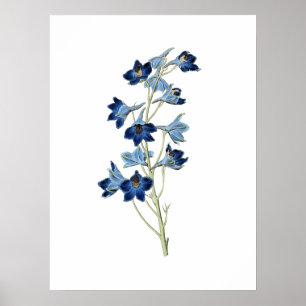 Póster Bluebells Flores Ilustracion vinícola