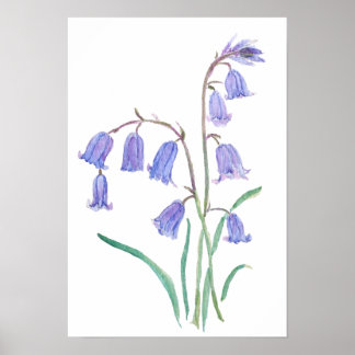 Póster bluebells flowers   watercolour flowers 