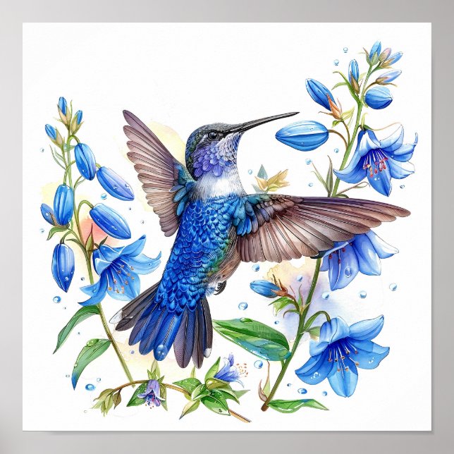Póster Bluebells Hummingbird (Frente)