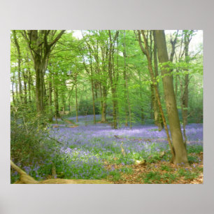 Póster Bluebells in Woods