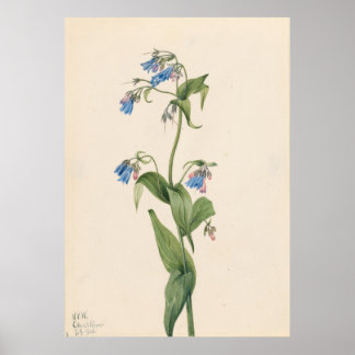 Póster Bluebells (Mertensia paniculata)