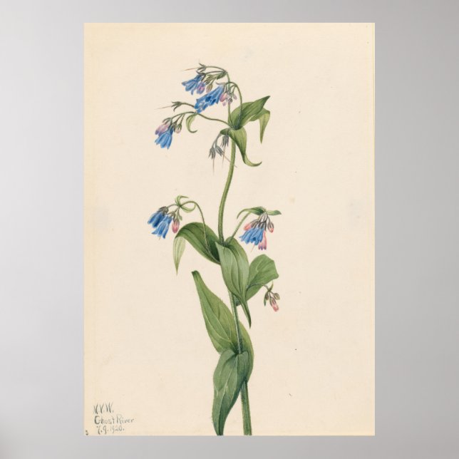 Póster Bluebells (Mertensia paniculata) (Frente)