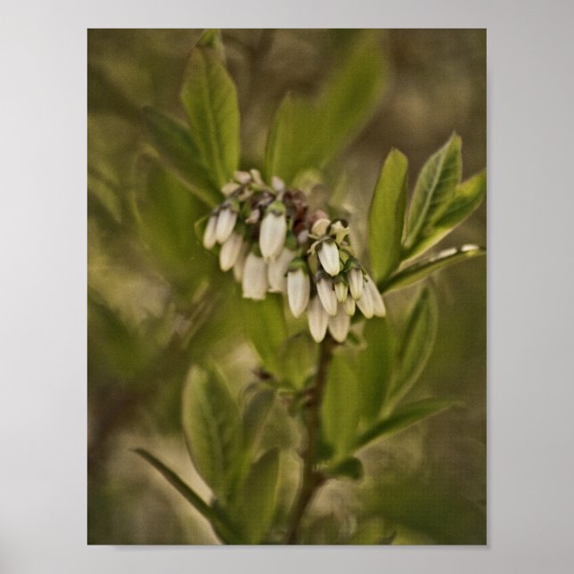 Póster Blueberry 585 (Frente)