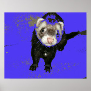 Póster Blueberry Jam Ferret Poster